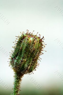 Bud of asteraceae plant