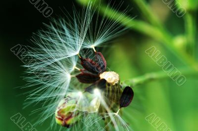 Fluff of seed