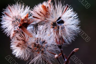 Seed heads of conyza bonariensis