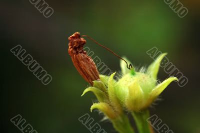 The seed of climbing plant