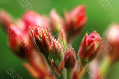 Bud of oleander plant
