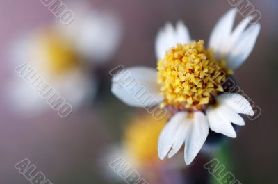 Tridax procumbens flowers