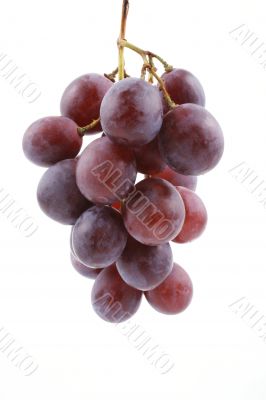 grapes grapes