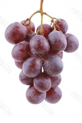 grapes grapes