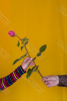 Giving a rose