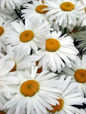 A lot of big white daisy wheels bouquet