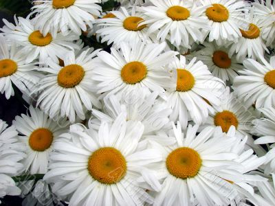 A lot of big white daisy wheels bouquet