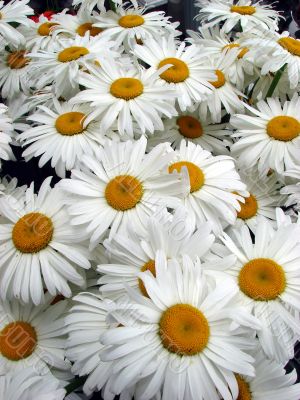 A lot of big white daisy wheels bouquet A lot of big white daisy wheels bouquet