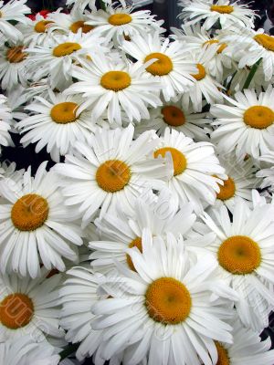 A lot of big white daisy wheels bouquet