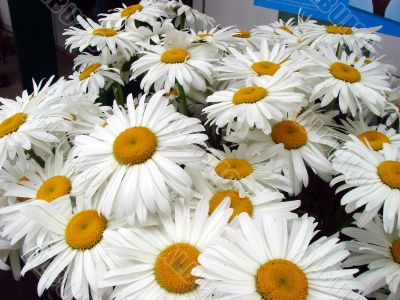 A lot of big white daisy wheels bouquet