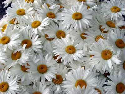 A lot of big white daisy wheels bouquet