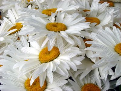 A lot of big white daisy wheels bouquet