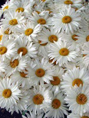 A lot of big white daisy wheels bouquet