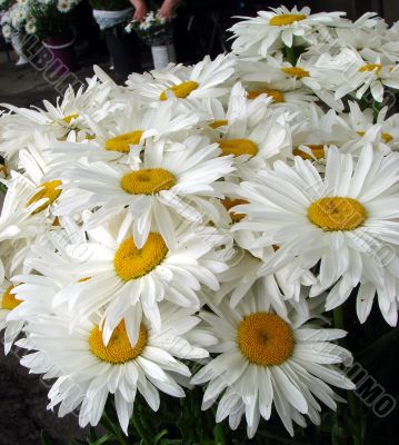 A lot of big white daisy wheels bouquet