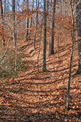Woodland Trail