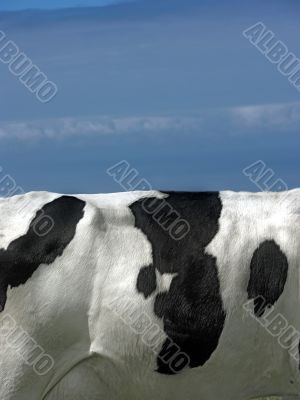 Cow landscape