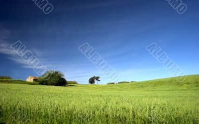 Green field landscape