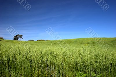 Green field landscape