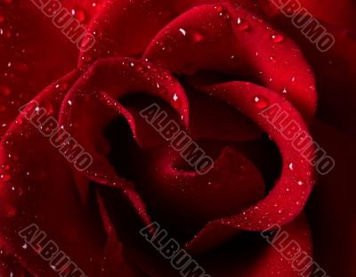 Red rose