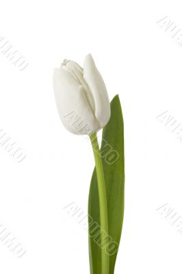 White tulip