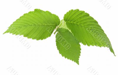 Leaf of an elm 2 Leaf of an elm 2