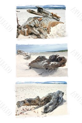 Logs and branches on the sand shore.