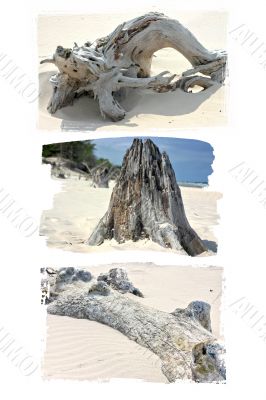 Logs and branches on the sand shore