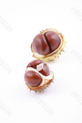 chestnuts