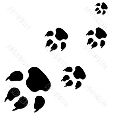 Animal paws