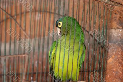 Bird in a Cage