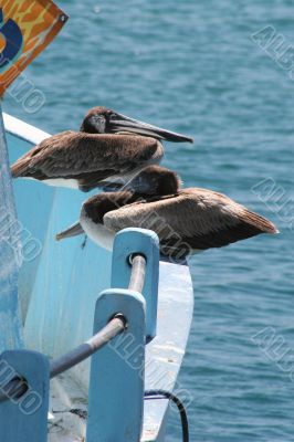 Birds on a Boat