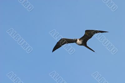 Black and White Bird