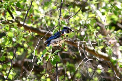 Blue Jay