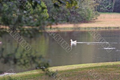 Duck Pond