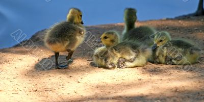 Four Baby Geese