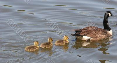 Goose and Cygnets