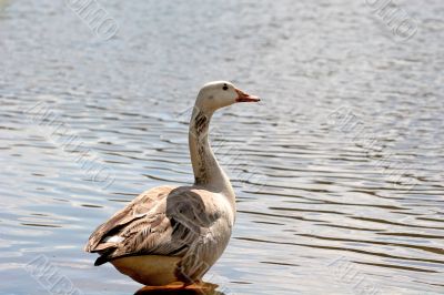 Goose at Rest