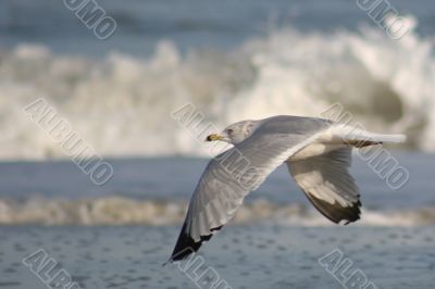 Gull in Flight