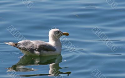 Gull on Lake