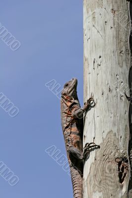 Iguana on a Pole