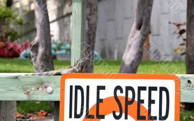 Lizard at Idle Speed