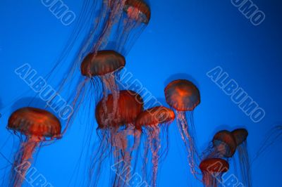 Jellyfish Aquarium 4