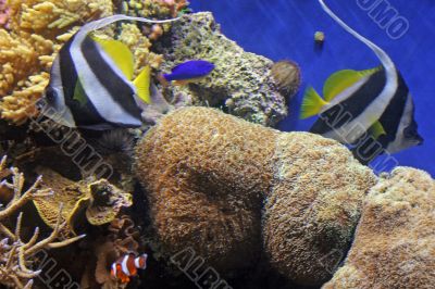 Tropical Aquarium 11