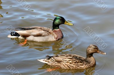 Pair of Mallards