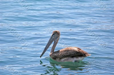 Pelican Afloat