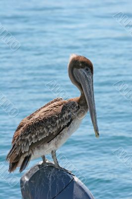 Pelican on Engine