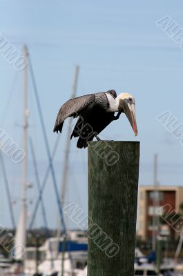 Pelican Poised