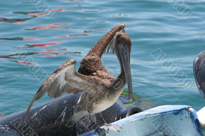Pelican Ready for Flight