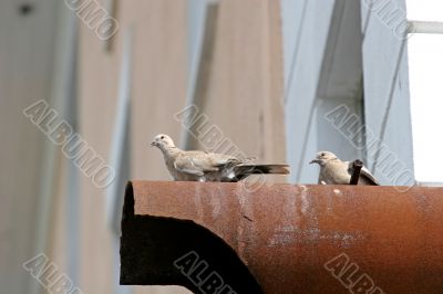 Pigeons on Pipe