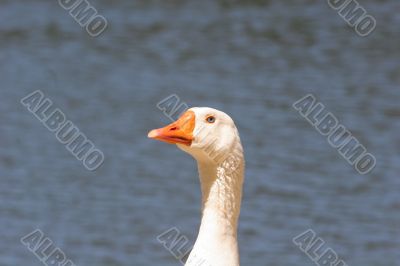 Regal Goose